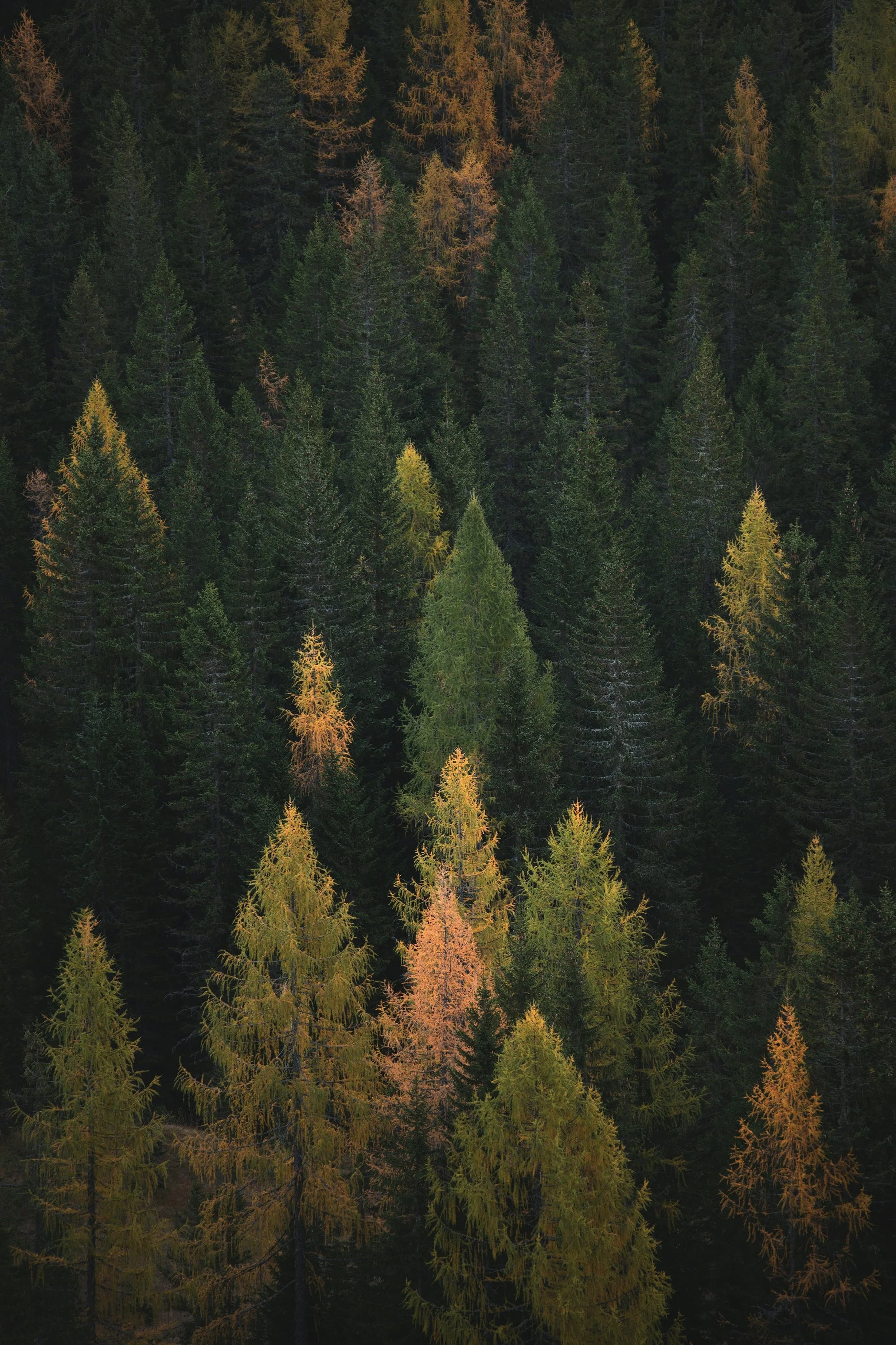 Forest with autumn foliage